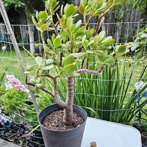 Large Ruby Jade Tree
